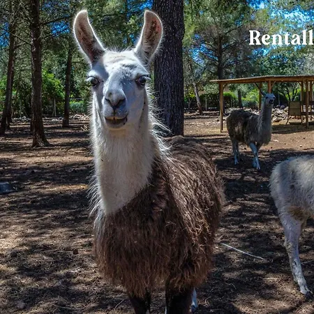 Finca Can Llamas