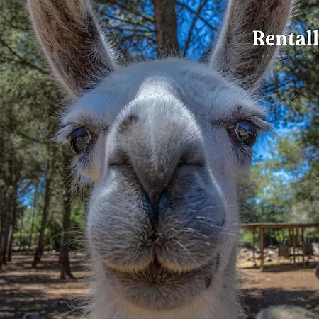 Finca Can Llamas *