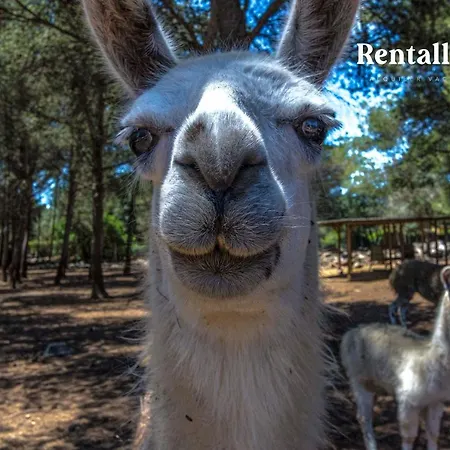 Holiday home Finca Can Llamas